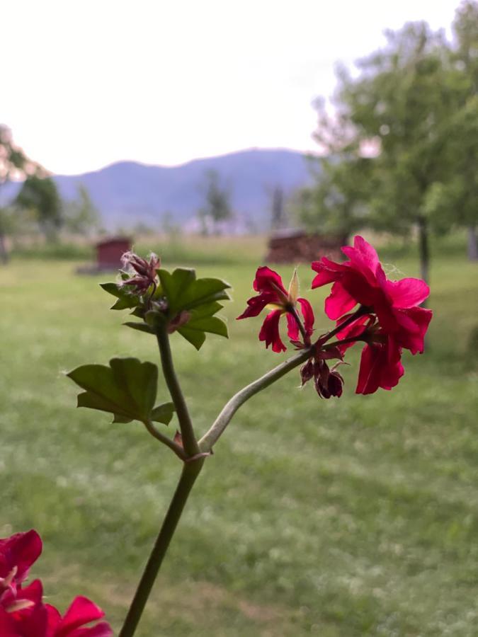 Pensiunea Martuca Surdesti  Exteriér fotografie